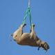 Imagen para el artículo titulado Por qué los rinocerontes se transportan mejor en helicóptero boca abajo